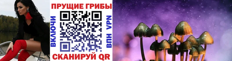 купить наркоту  Вилючинск  Псилоцибиновые грибы Cubensis 